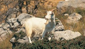 The Great Orme Goats © Crown copyright (2013) Visit Wales