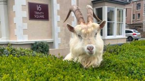 llandudno goat outside 16 trinity square offices