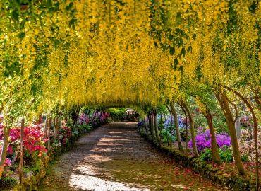 Bodnant Garden