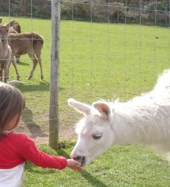 Bodafon Farm Park