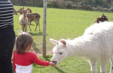 Bodafon Farm Park