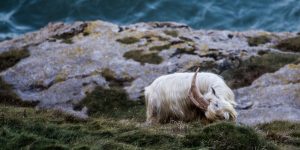 llandudno goats