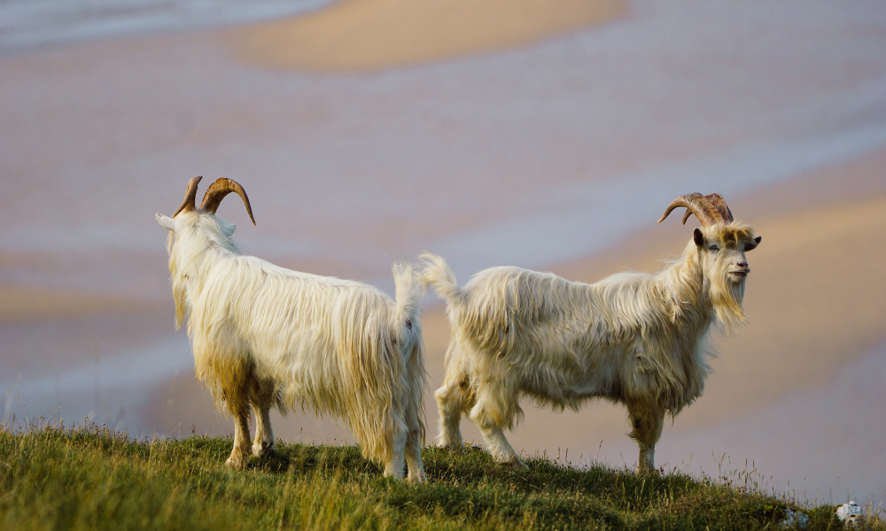Great Orme Goats